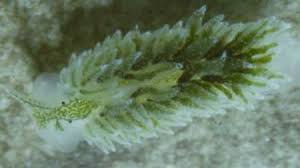 Image result for Selago coerulea