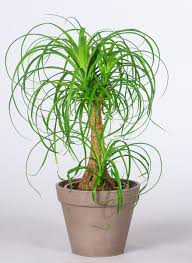 Elefantenfuss Beaucarnea Nolina Gunstig Online Kaufen Hangepflanzen Zimmer Zimmerpflanzen Ideen Pflanzen
