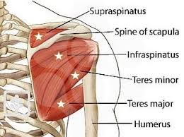 We did not find results for: Shoulder Pain And One Of Its Causes Lamberti Physiotherapy