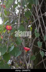 Image result for Stictocardia beraviensis