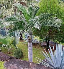 Image result for Pteris buchananii