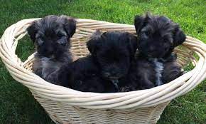 Wow, he had a significant impact on our family! Akc Havanese Puppies For Adoption For Sale In Oregon City Oregon Classified Americanlisted Com