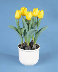 Check spelling or type a new query. Potted Tulip Dilemma Pennlive Com