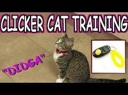 Training your cat to do tricks and help with clicker training: How To Clicker Train Your Cat Youtube