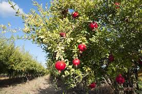 Pomegranate trees produce the incredible pomegranate fruit and have been cultivated for several millennia. Sweet Pomegranate Trees Buying Growing Guide Trees Com