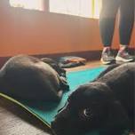 DNYP- Puppy Poses at Karma Barre & Yoga