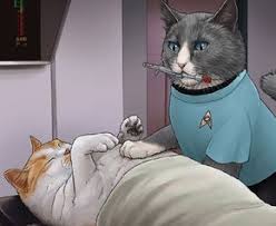 Who Wore It Better Trek Cats Edition Cats Trek Iconic Characters