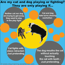Even when it is not necessarily perceived as problematic, it is quite common to hear cat owners casually comment that 'my cats fight all the time.' My Cat And Dog Fight How Do I Stop It