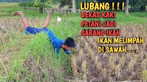 Sukses membudidayakan padi sekaligus bebas serangan hama wereng? Panen Padi Ikan Melimpah Di Sawah Youtube