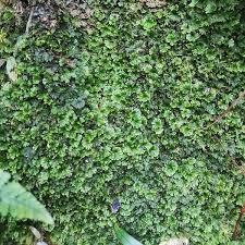 Image result for Crepidomanes