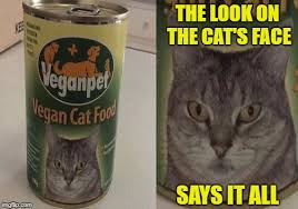 Hello, my name is rebecca doudak. Vegan Cat Imgflip