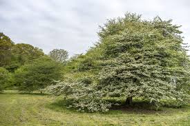 Thetreecenter.com has been visited by 10k+ users in the past month A Thorny Obsession Arnold Arboretum Arnold Arboretum