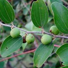 Jual daun bidara dan bahan bahan herbal. 23 Manfaat Daun Bidara Bagi Kesehatan Tubuh Ampuh Atasi Penyakit Kronis Ragam Bola Com