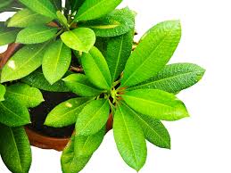 Do not water too much and if your plants have no leaves, better to not water them at all until they start to push new foliage in the spring. Frangipani Uberwintern So Kommt Die Plumeria Sicher Durch Den Winter