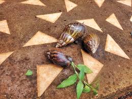 Se trata de los caracoles africanos, una especie invasora que habitualmente prolifera entre la vegetación, especialmente en temporadas de lluvias. Alertan Por Caracoles Africanos En Eldorado El Territorio Noticias De Misiones