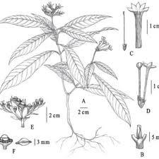 Image result for Pavetta zeyheri