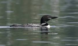 Image result