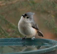 We did not find results for: Tufted Titmouse At Dawn Feederwatch