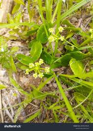 Image result for Hydrocotyle bonariensis