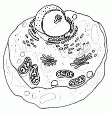 Plant cell clipart black and white. Plant Cell Coloring Pages Coloring Home
