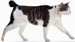 Japanese Bobtail Kittens for Sale & Cats for Adoption ...
