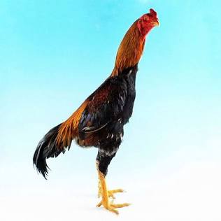 Elite Large-Fowl O-Shamo Breeding Stock, AI generated