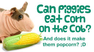 Do rabbits eat corn leaves? Can Guinea Pigs Eat Corn On The Cob Husks Leaves Silk Sweetcorn Youtube