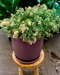 Image result for Pilea microphylla