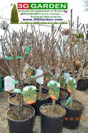 We did not find results for: Pomi Fructiferi Pitici Peri Pruni 3g Garden