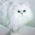 CHRISTYPAW PERSIANS - Silver, Shaded Silver, Chinchilla ...