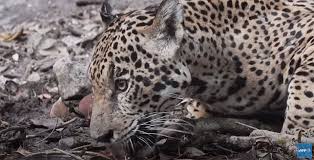 Animaciones de jaguares en la categoría de animales. Jaguares Venados Y Tapires Reaparecen En Parque Nacional De Guatemala National Geographic En Espanol