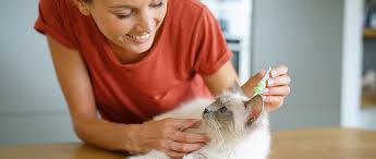 Comment se débarrasser des puces ? Comment Se Debarrasser Des Puces Sur Son Chat
