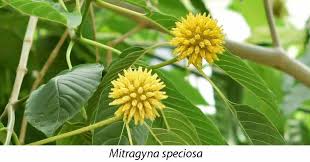 Image result for Mitragyna