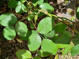 Maybe you would like to learn more about one of these? Small White Spots On Rose Leaves Gardening Landscaping Stack Exchange