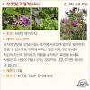 유럽 남동부 발칸반도가 원산지이며, 온대 아시아에 걸친 지방에서 많이 가꾼다. Https Encrypted Tbn0 Gstatic Com Images Q Tbn And9gcruoa 14yk722pstmaf3he4ch Svkeyn4ozxtvkoaszcfzcquno Usqp Cau