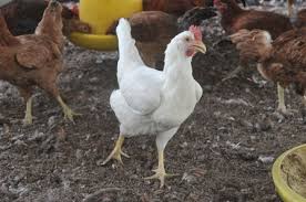 Ayam kampung kacuk sijangkang terbaik di dunia. Baka Baru Ayam Kacukan Upm Mampu Bertelur Empat Kali Ganda Setahun Universiti Putra Malaysia