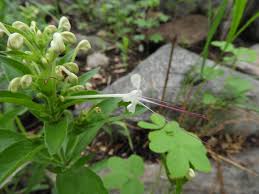 Image result for Clerodendrum ternatum