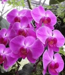 Karena bahasa latin merupakan sebuah bahasa pengantar dalam. Macam Bunga Mawar Tulip Teratai Sepatu Kateliya Melati