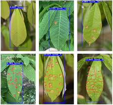 PM-YOLO: A Powdery Mildew Automatic Grading Detection Model for Rubber Tree