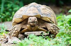 10 Best Pet Tortoise Breeds For Beginners Everything Reptiles