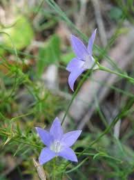 Image result for Wahlenbergia capitata