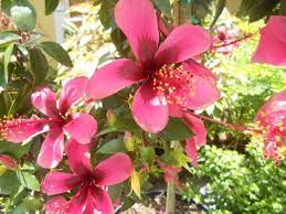 It is early for crape myrtle trees to be flowering. These Small To Mid Size Trees Pack A Punch Of Color In The Tiniest Yard