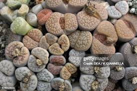 Image result for Aizoaceae