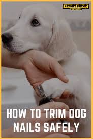 how to trim dog nails safely savory