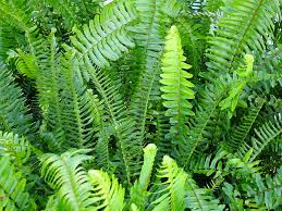 HD beautiful fern wallpapers