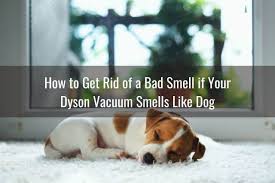 Check spelling or type a new query. Dyson Vacuum Smells Bad Ready To Diy