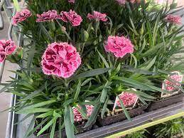 The clay trays often used for bonsai are very good for a start. Snell S Greenhouses Runkles Rd Mt Airy Md