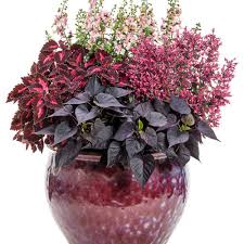 Image result for Coleus goetzenii