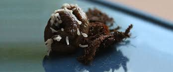 Danke an die gastgeber der flying arrows und unsere jungs von den parasiten für ein faires und gesittetes spiel. Innere Parasiten Wildvogelhilfe Org