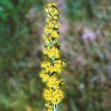 Goldenrod Flower Essence Services